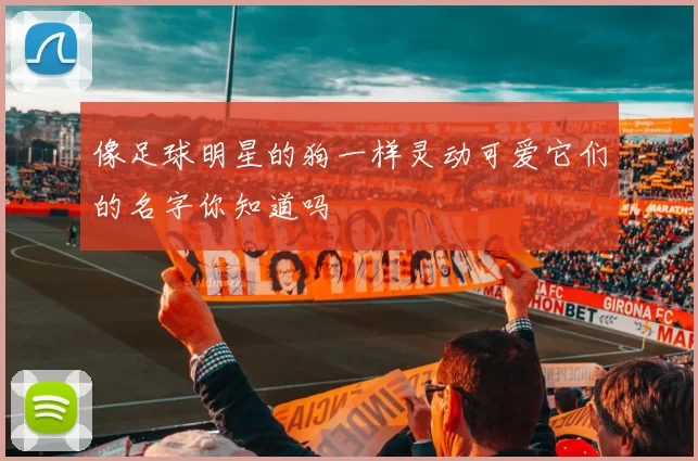 像足球明星的狗一样灵动可爱它们的名字你知道吗